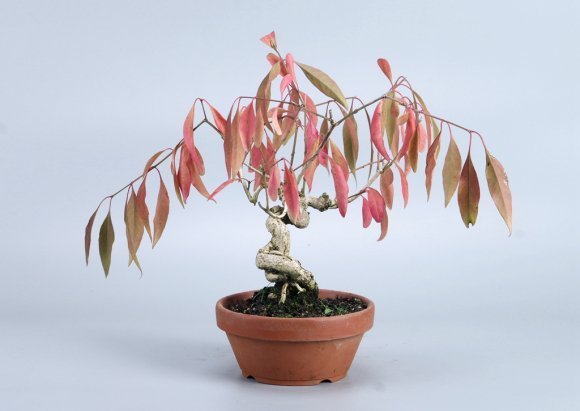 收藏|惊艳的6大盆景造型,中国植物艺术的巅峰,收藏起来