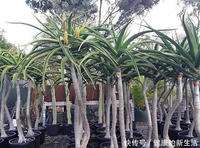胶质|芦荟不值钱,养成“老桩”很稀罕,叶子胶质多,越老越值钱!