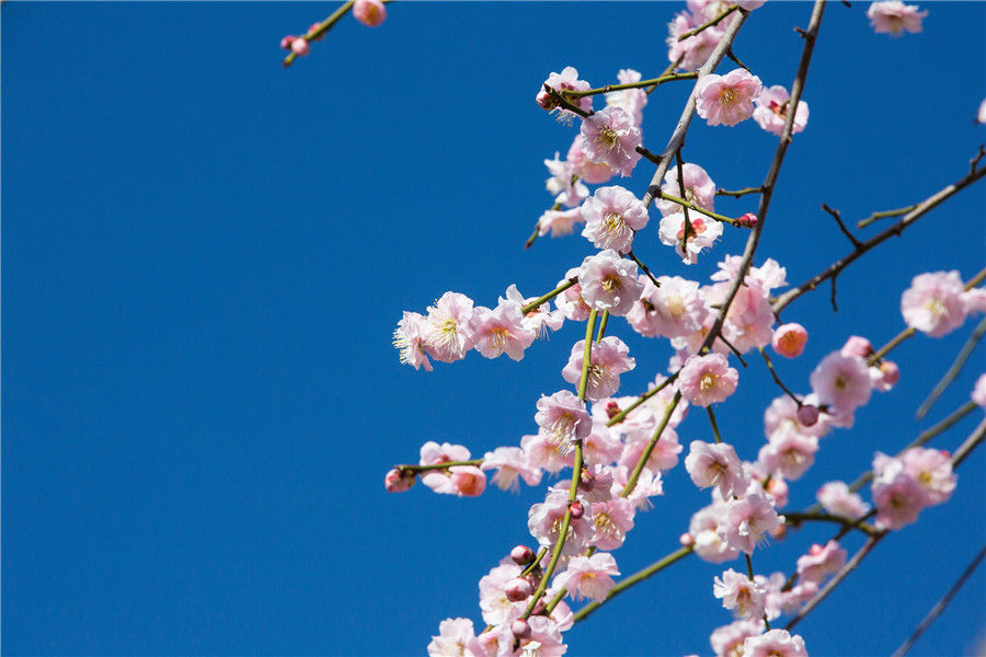 中年|天气转暖 日本东京樱花盛开