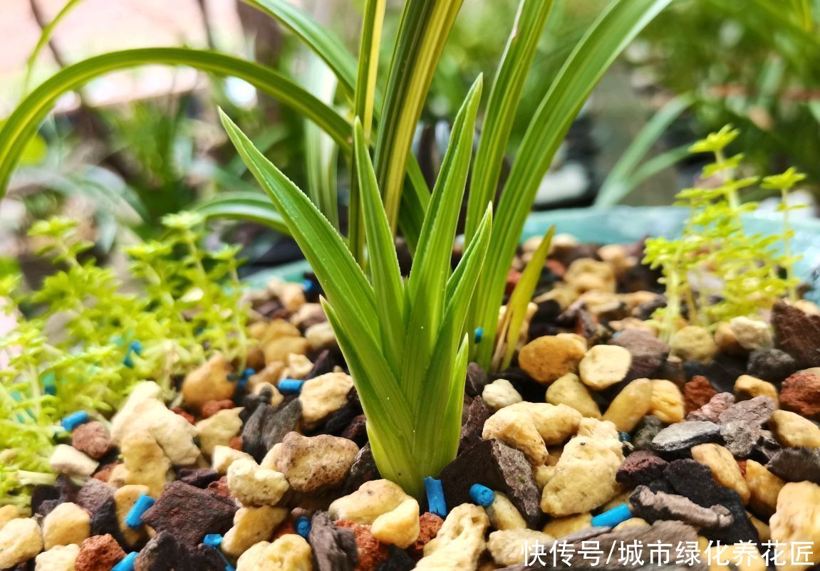 假活|兰花老芦头捂出新芽以后多久可以移栽?长芽防假活,根旺再移栽