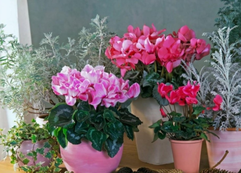 叶子|靠养花愉悦自己，盆栽这3款试试，寓意好，漂亮又实用