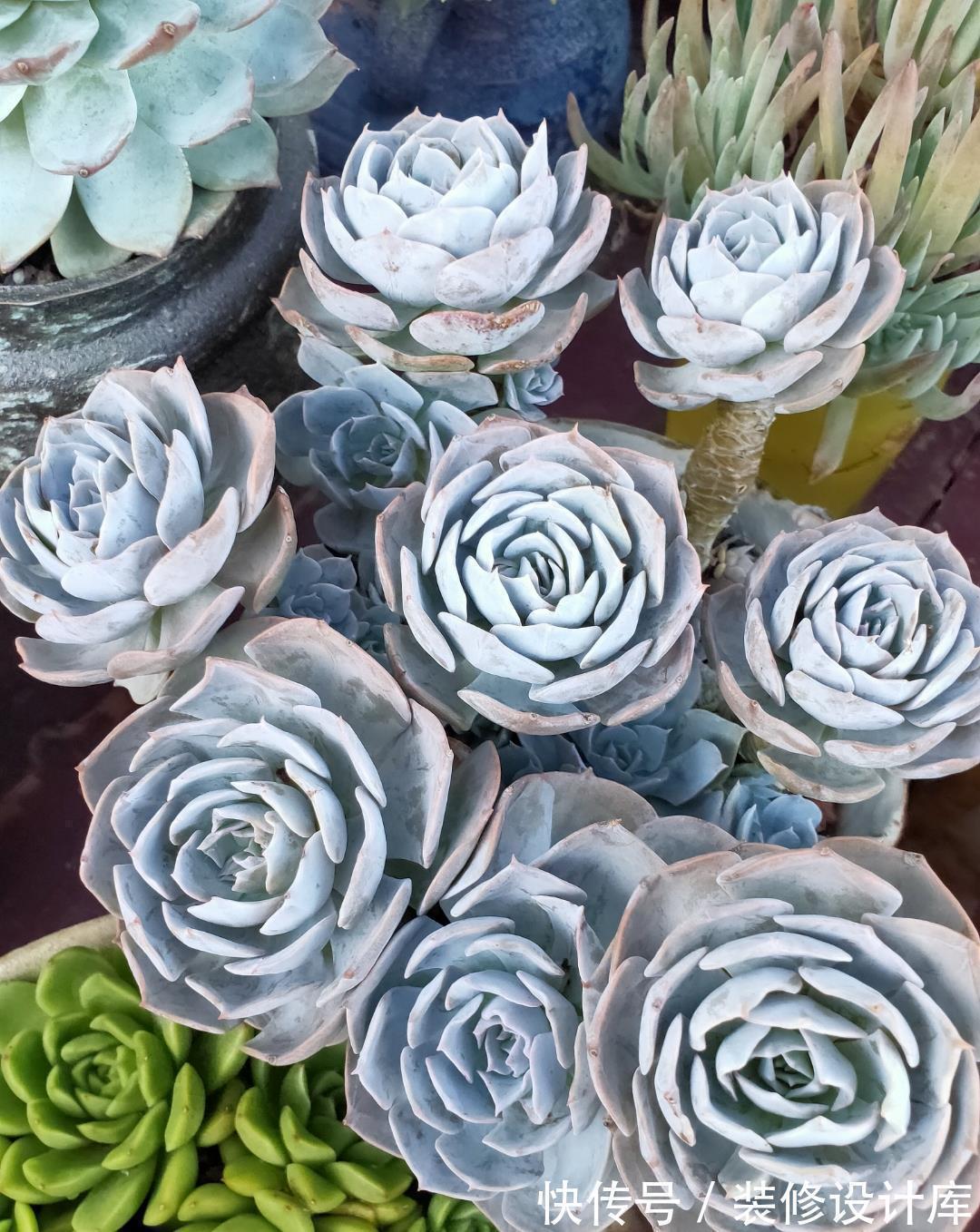 紫乐|这“三多肉”不怕热,三伏天正常“补水施肥”,咕噜冒崽挤满盆