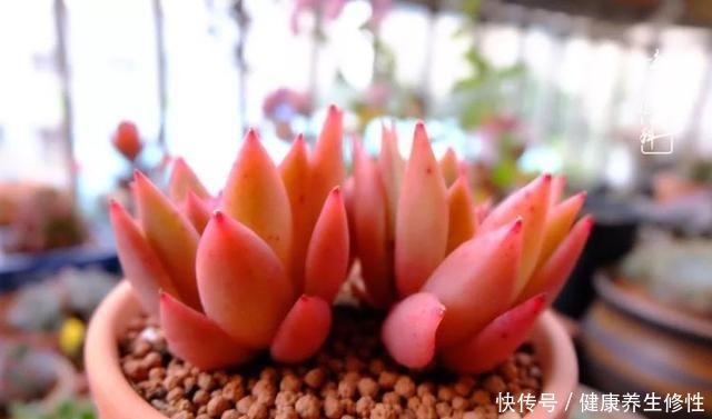 冬季，属于多肉的季节！养多肉的你喜欢冬天吗！
