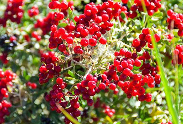 花青素|女性40岁后,多吃4种“排毒果”,排出毒素,净化血液,滋养子宫