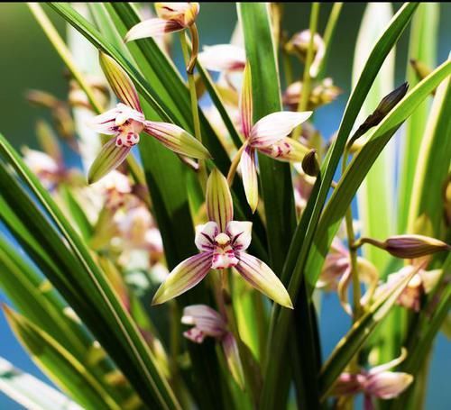  花色|建兰铭品“黄金彩虹”，勤花勤草，芳香四溢，花色多变如雨后彩虹