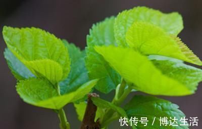 解药|高血糖的“解药”找到了,每天吃一点,稳定血糖,让你更健康