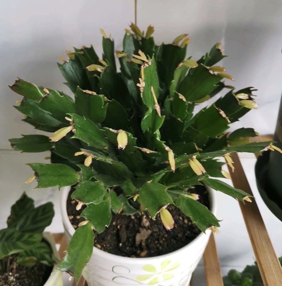 养2种花“不用等”,现在扦插、20天生根发芽,入冬就开花