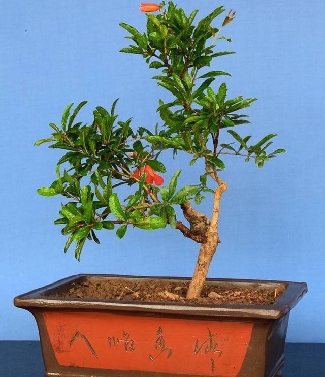 橘子|3种盆景,完全不怕寒冷,下雪也好好的,北方的花友就养它吧