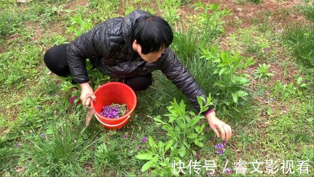 生病|它是“地里生长的天然青霉素”，隔三差五吃一点，大人孩子少生病