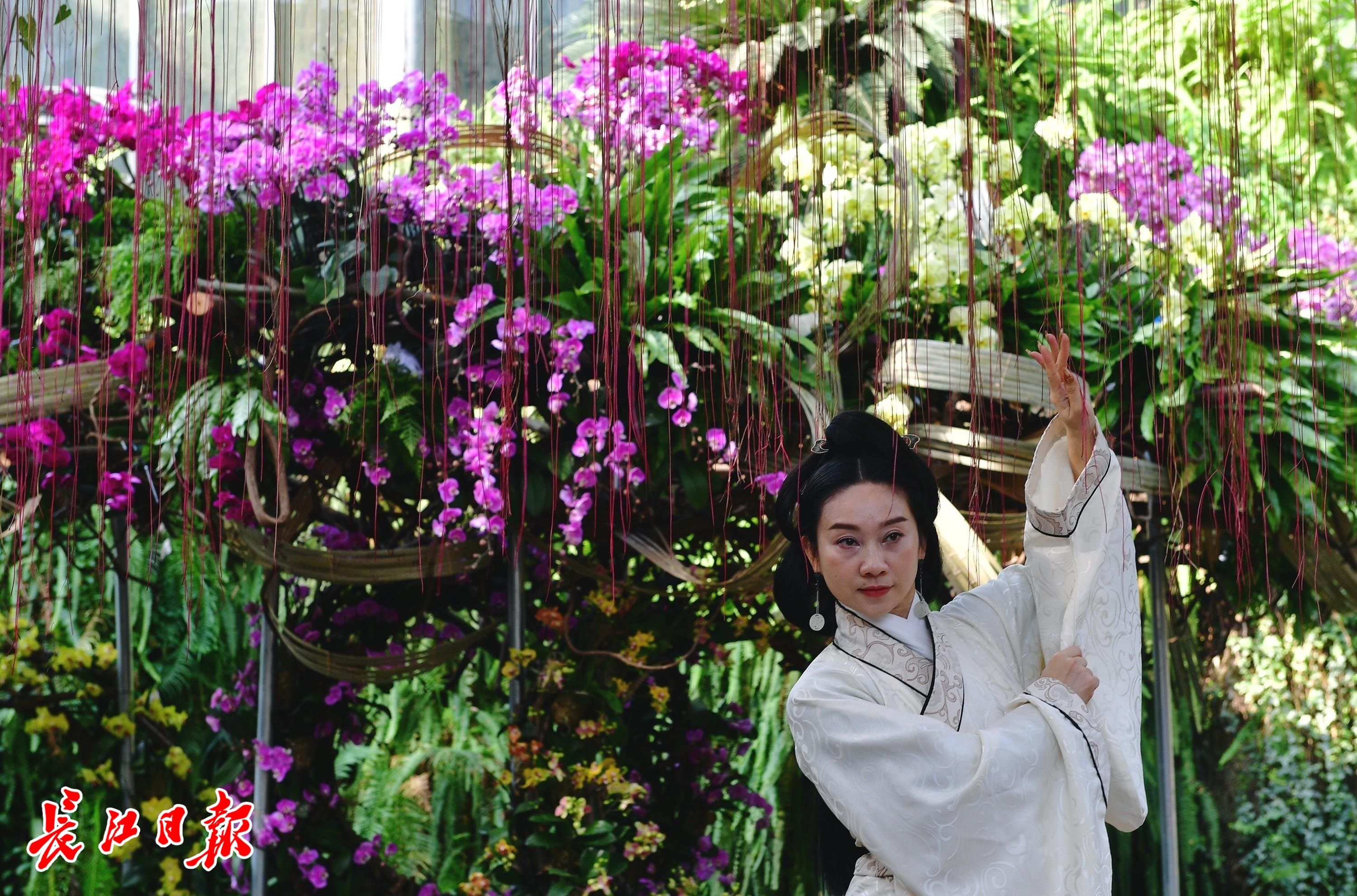 国兰|“最好闻的兰花”首次亮相，武汉植物园兰花展惊艳启幕