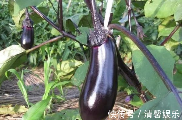 乳制品|茄子是骨质疏松的“发物”若想维持骨量，忌3物，食2宝，做1事