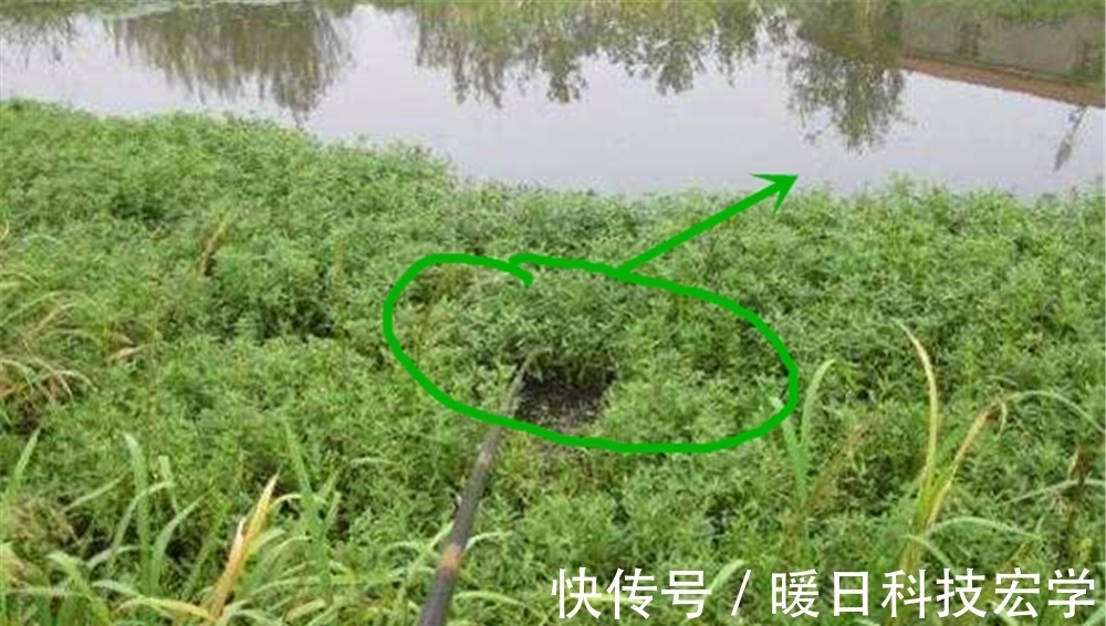 鲫鱼|盛夏草洞钓鲫鱼技巧,如何判断哪种草洞有大鲫鱼?应该用什么钓法