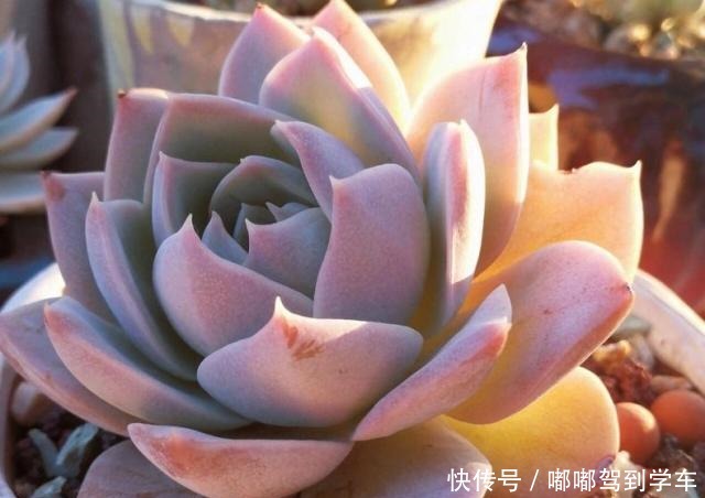 多肉的叶片干瘪,发皱,变软,需要浇水吗,且听大神如何回答!