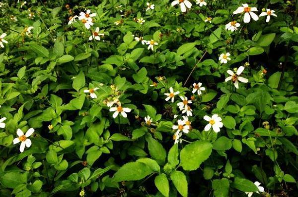 中华本草|婆婆针喜欢黏人衣物，农村人当它是杂草，你知道有什么功效吗