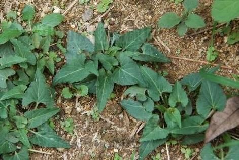 山林里常见的“蛇头草”,人们避而远之,其实药用价值高,望周知