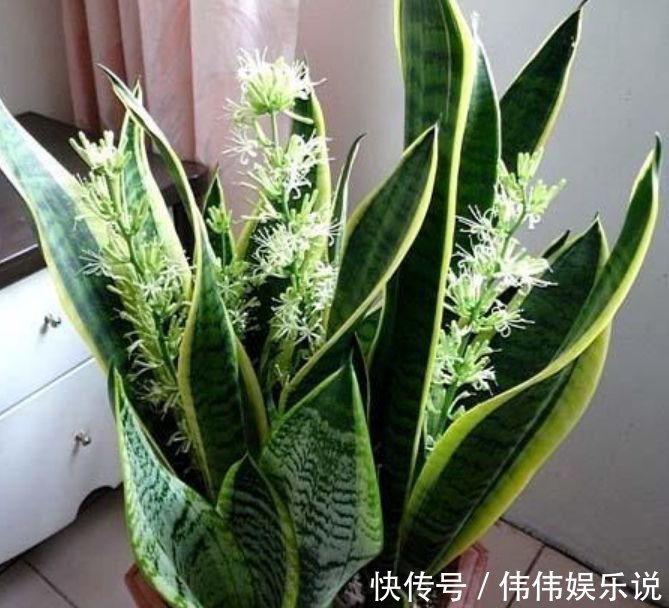 3种花是花中“大美女”，不用管就得长得旺，花开满盆！