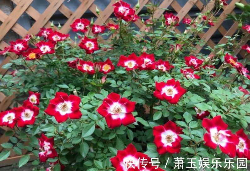 抓住这3点,养微型月季“小画家”,枝叶密密麻麻,花开数不尽