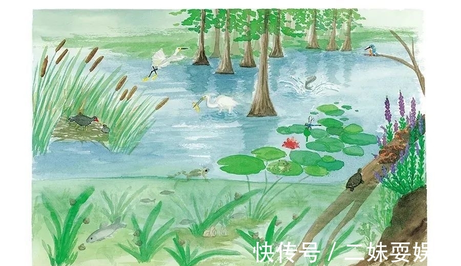 环境科学#好书·推荐 | 上海有哪些湿地?快跟着绘本涨知识