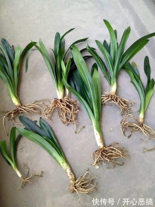 花盆里出现“这东西”,马上换盆吧,不然“离烂根”不远了