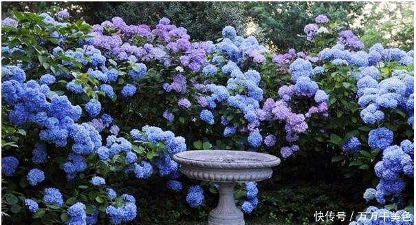 无尽|养绣球花却不会调色?你算是白养了!无尽夏调色攻略