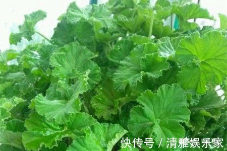 养花|喜欢养花,不如养盆扒拉香花,郁郁葱葱,清新悦目,还可美容养颜