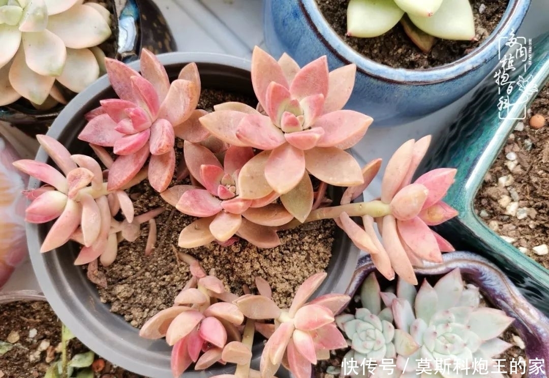 回顾令人难忘的2020年!2021,我定不负美肉不负众望!