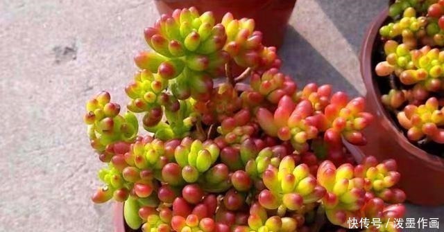 肉友|冬天多肉看起来无精打采浇水时注意5点,棵棵精神饱满
