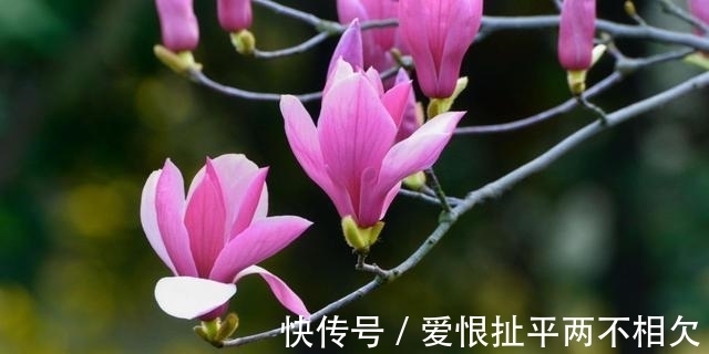 自然界中有些植物的“花序”为什么不尽相同,其中有什么秘密?