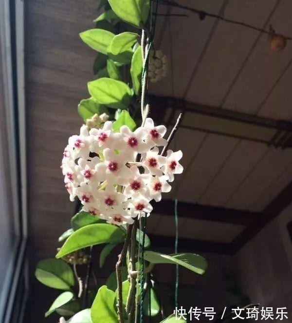 此盆栽花比香水还香,比绿萝还好养,一年四季开花,幽香飘满堂!