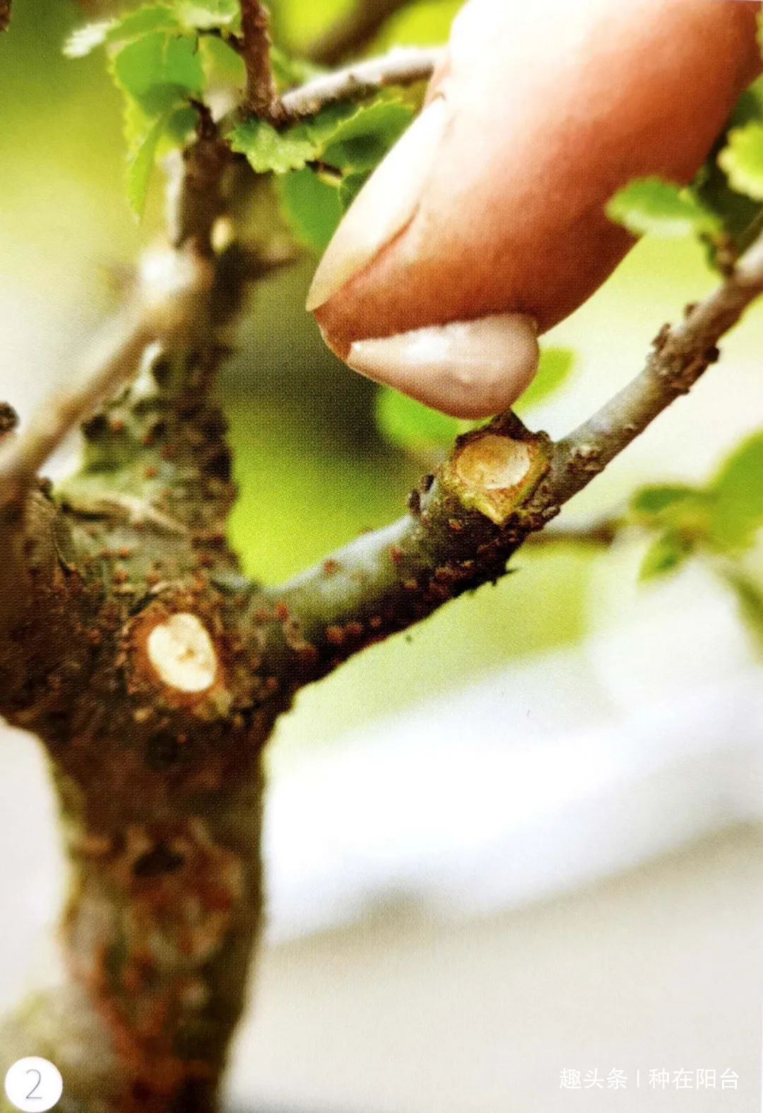 网篮|山水盆景不是非“水”不可,看山石与树木如何演绎一道山水盆景!