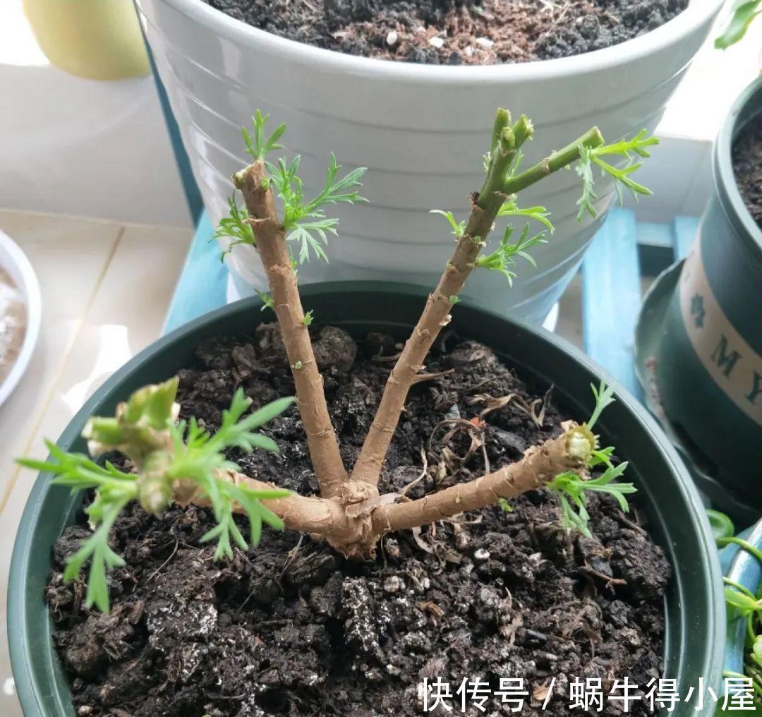 花苞|初秋8种花不能剪，轻则不开花，严重可能剩空盆