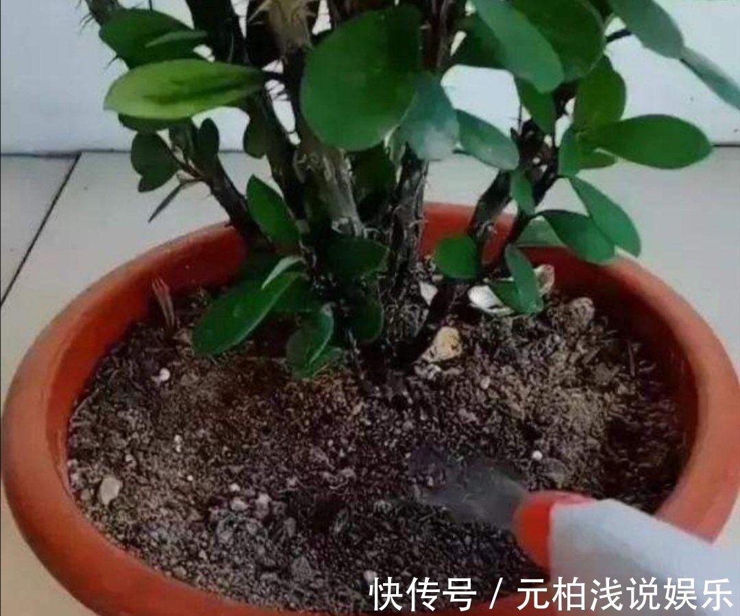 花盆里出现小虫子，不用买杀虫剂，往里面扔点“小东西”就管用