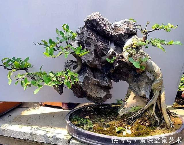 枝条|盆景扦插繁殖难生根?试试这6种自制生根水,生长快还茁壮