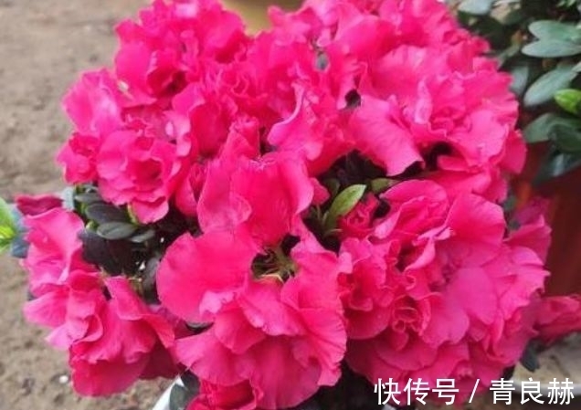 4种花好养易活,旺财又养人,花开就爆盆,漂亮又好养!