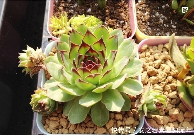 多肉植物常见,这种会“生崽”的你见过吗?美的像花