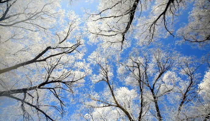 雾凇|雪树银花 雾凇扮靓冰城