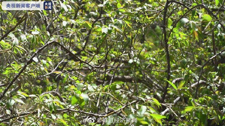 泰山|泰山发现野生黄精群落及近危物种泰山柳