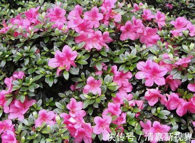 养分|栀子花、杜鹃花“花苞”呼呼掉，都是土壤惹的祸，教你几招能恢复