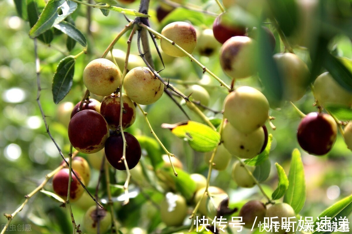 失眠|以前烂在地里没人要,因调失眠如今争相寻找,摇身一变成名贵药材