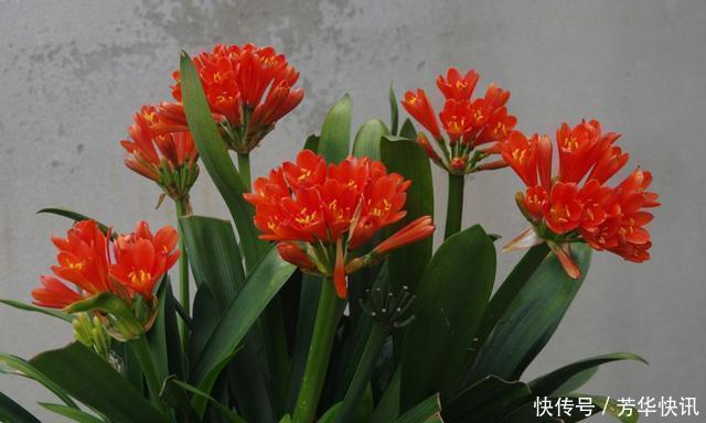 王大爷园|王大爷园土养几十盆君子兰，一周一次“黑水”，叶子油亮年年开花