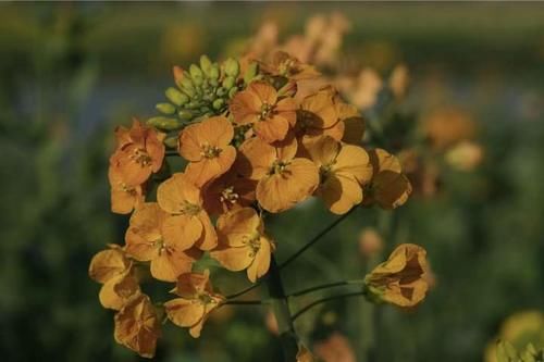 油菜和萝卜杂交，于是杭州这里的七彩油菜花上线了，美不胜收