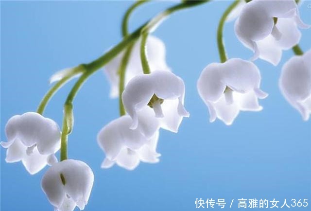 50种植物花语,不要再傻傻送错花了