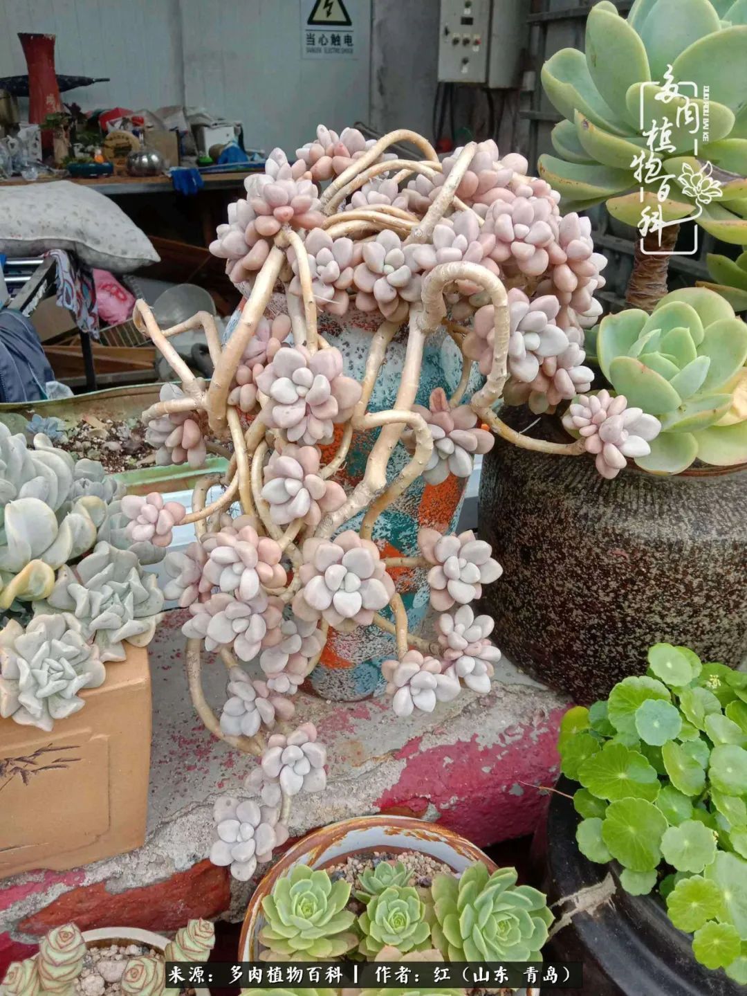 多肉度个夏，回到解放前！曾经有多美，现在就有多丑！