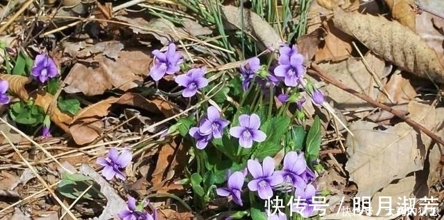 人称“地黄瓜”包饺子味道好,乡下小孩都吃过,可惜沦为杂草