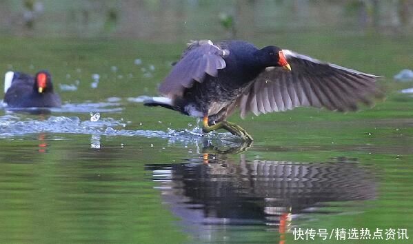 来生态观山湖，看看这里的鸟你都见过吗？