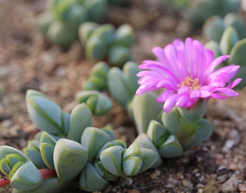 想养好多肉，要学会“虐它”，不仅不会干叶，反而植株紧凑状态美