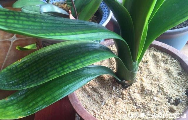 家中养花,又到了小黑飞高发季节,教你3个妙招,轻轻松松一扫光!