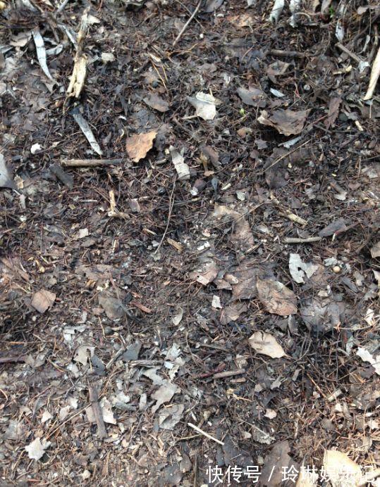 3种“碎渣渣”,是养花的好材料,掺土里花儿蹭蹭长,开爆盆!