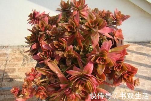 此款多肉,适合新手养,不怕你虐,越虐越漂亮