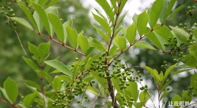 会“咬人”的树,谁见了也得绕道走,专家:值钱!